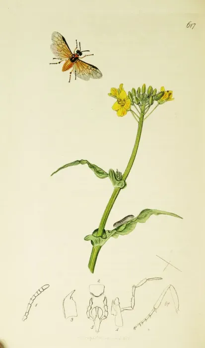 Framed Print : Curtis British Entomology Plate 617 Framed Print : Curtis British Entomology Plate 617