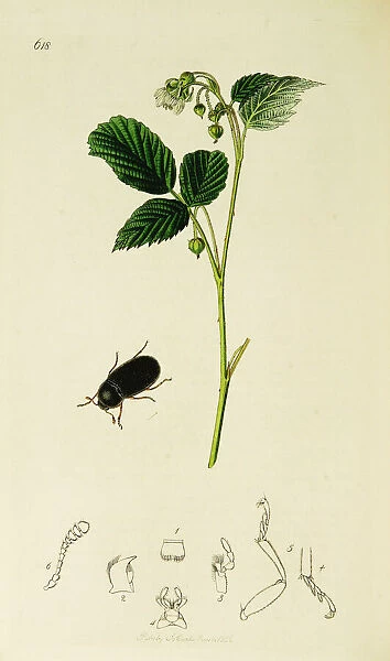 Curtis British Entomology Plate 618