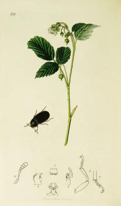Framed Print : Curtis British Entomology Plate 618 Framed Print : Curtis British Entomology Plate 618