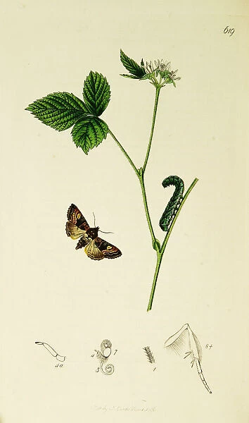 Curtis British Entomology Plate 619