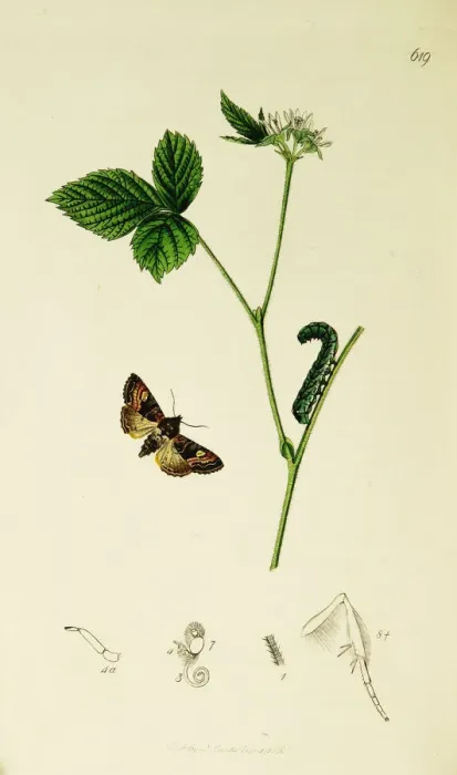 Framed Print : Curtis British Entomology Plate 619 Framed Print : Curtis British Entomology Plate 619