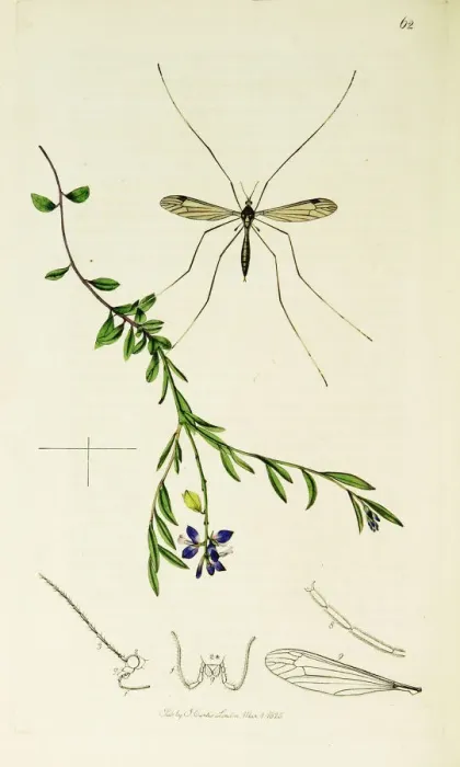 Framed Print : Curtis British Entomology Plate 62 Framed Print : Curtis British Entomology Plate 62