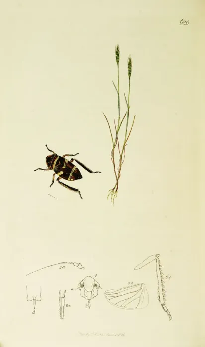 Framed Print : Curtis British Entomology Plate 620 Framed Print : Curtis British Entomology Plate 620