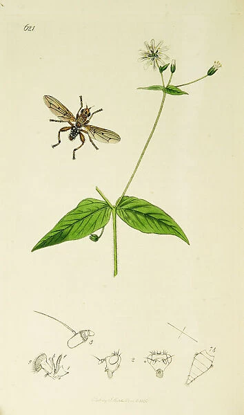 Curtis British Entomology Plate 621