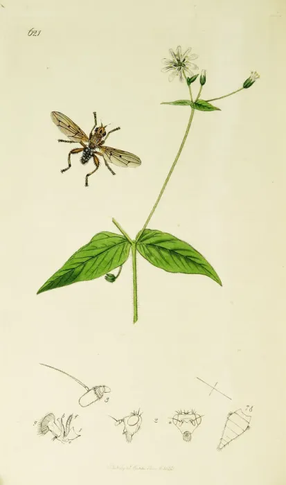 Framed Print : Curtis British Entomology Plate 621 Framed Print : Curtis British Entomology Plate 621