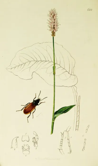 Framed Print : Curtis British Entomology Plate 622 Framed Print : Curtis British Entomology Plate 622