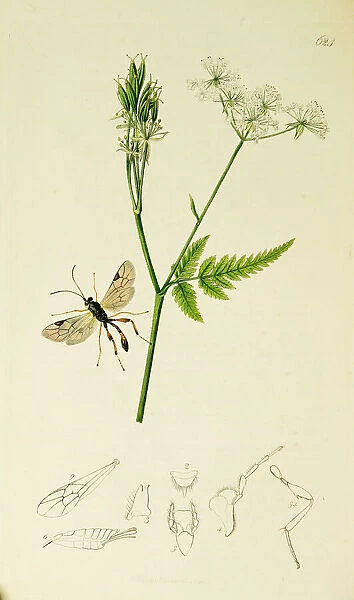 Curtis British Entomology Plate 624