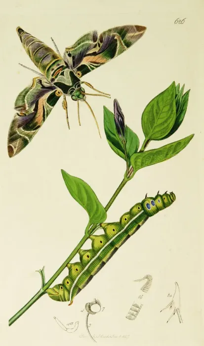 Framed Print : Curtis British Entomology Plate 626 Framed Print : Curtis British Entomology Plate 626