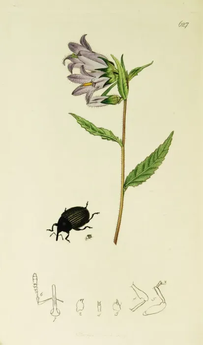Framed Print : Curtis British Entomology Plate 627 Framed Print : Curtis British Entomology Plate 627