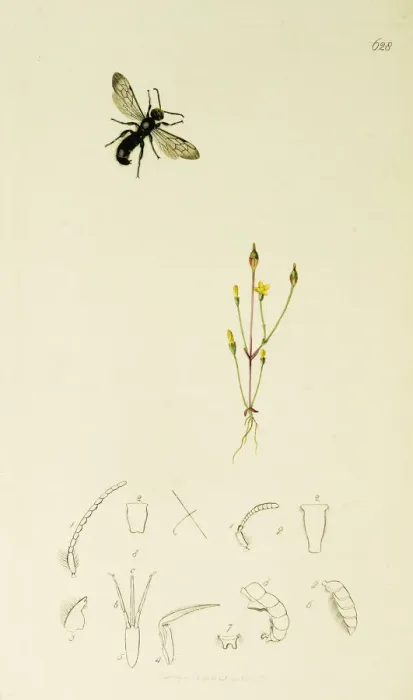Framed Print : Curtis British Entomology Plate 628 Framed Print : Curtis British Entomology Plate 628