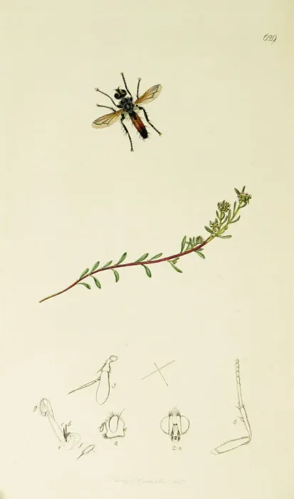 Framed Print : Curtis British Entomology Plate 629 Framed Print : Curtis British Entomology Plate 629