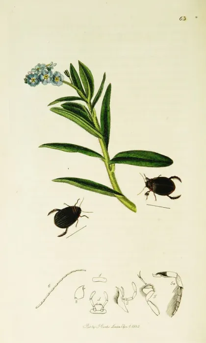 Framed Print : Curtis British Entomology Plate 63 Framed Print : Curtis British Entomology Plate 63