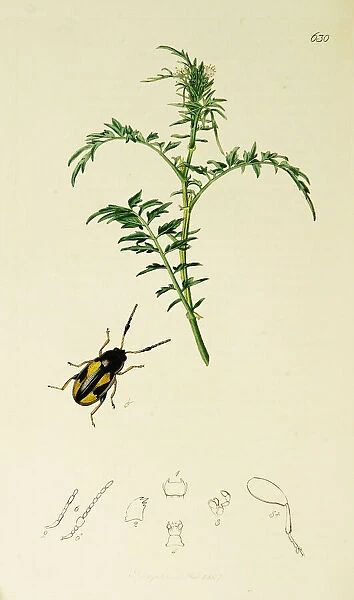 Curtis British Entomology Plate 630