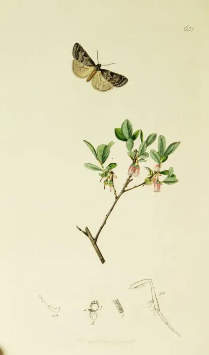 Framed Print : Curtis British Entomology Plate 631 Framed Print : Curtis British Entomology Plate 631