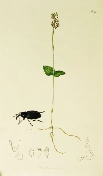 Framed Print : Curtis British Entomology Plate 634 Framed Print : Curtis British Entomology Plate 634