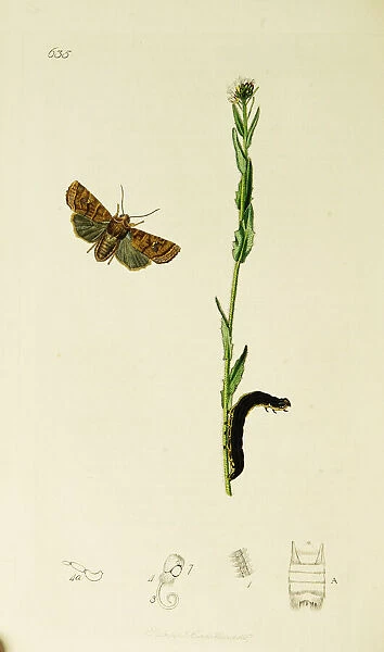 Curtis British Entomology Plate 635