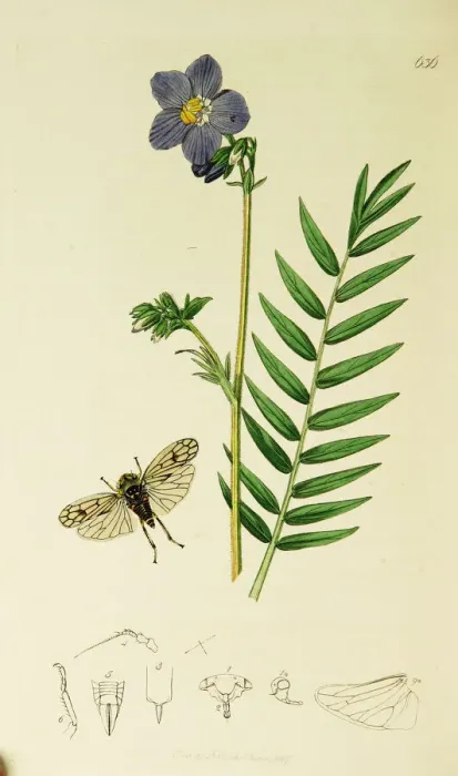 Framed Print : Curtis British Entomology Plate 636 Framed Print : Curtis British Entomology Plate 636