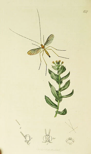 Curtis British Entomology Plate 637