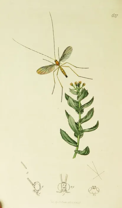 Framed Print : Curtis British Entomology Plate 637 Framed Print : Curtis British Entomology Plate 637