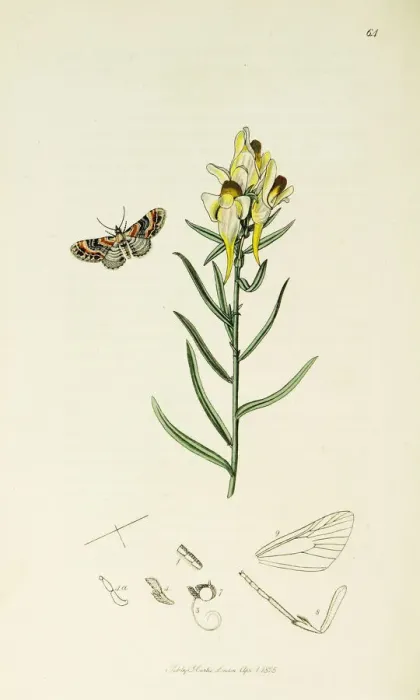 Framed Print : Curtis British Entomology Plate 64 Framed Print : Curtis British Entomology Plate 64