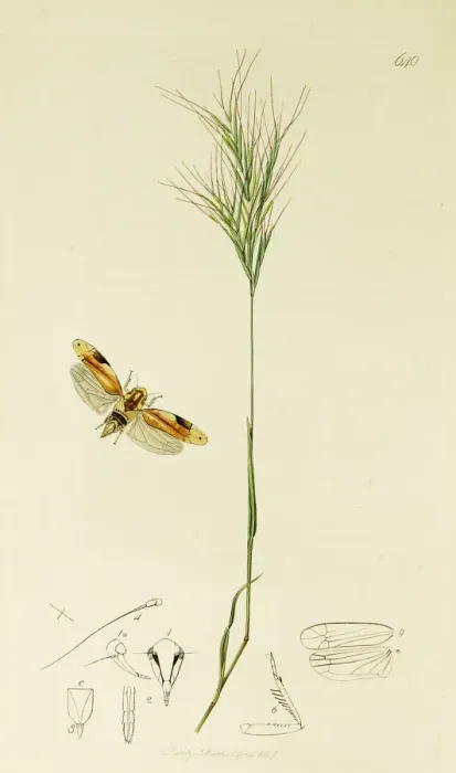 Framed Print : Curtis British Entomology Plate 640 Framed Print : Curtis British Entomology Plate 640
