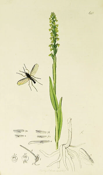 Curtis British Entomology Plate 641