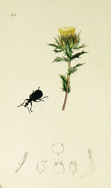 Curtis British Entomology Plate 642