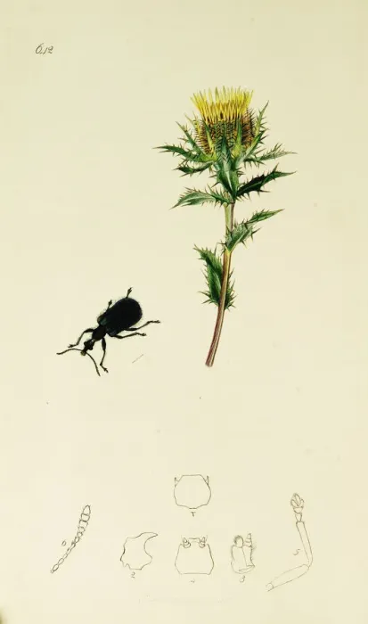 Framed Print : Curtis British Entomology Plate 642 Framed Print : Curtis British Entomology Plate 642