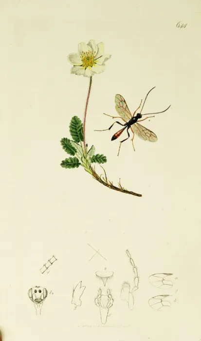 Framed Print : Curtis British Entomology Plate 644 Framed Print : Curtis British Entomology Plate 644