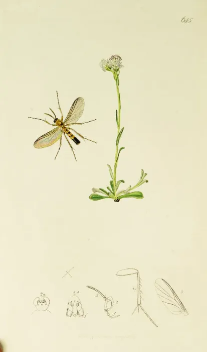 Framed Print : Curtis British Entomology Plate 645 Framed Print : Curtis British Entomology Plate 645