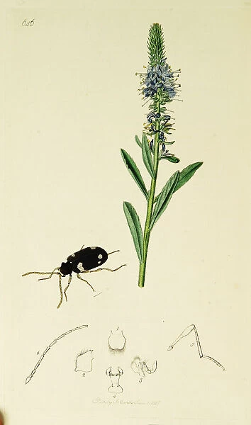 Curtis British Entomology Plate 646