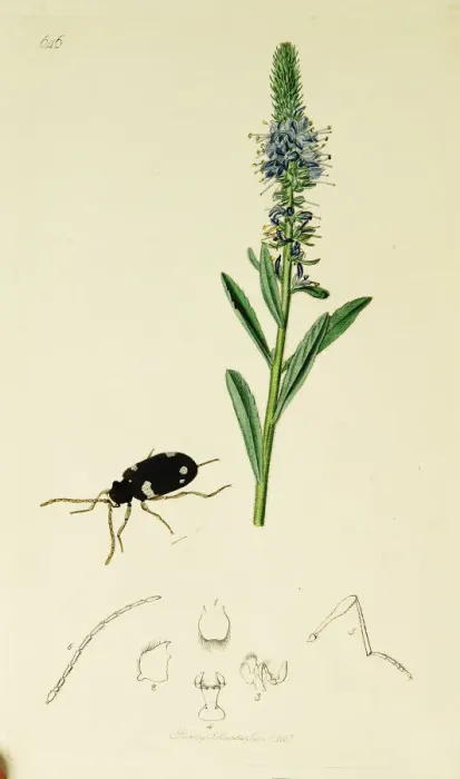 Framed Print : Curtis British Entomology Plate 646 Framed Print : Curtis British Entomology Plate 646