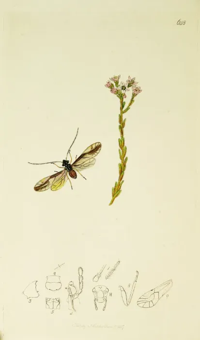 Framed Print : Curtis British Entomology Plate 648 Framed Print : Curtis British Entomology Plate 648