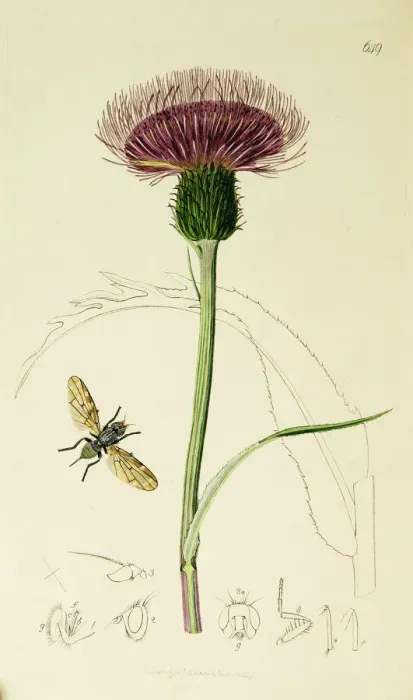 Framed Print : Curtis British Entomology Plate 649 Framed Print : Curtis British Entomology Plate 649