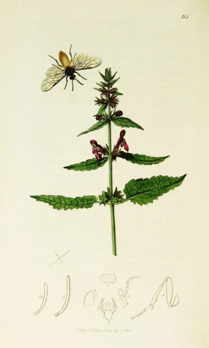 Framed Print : Curtis British Entomology Plate 65 Framed Print : Curtis British Entomology Plate 65