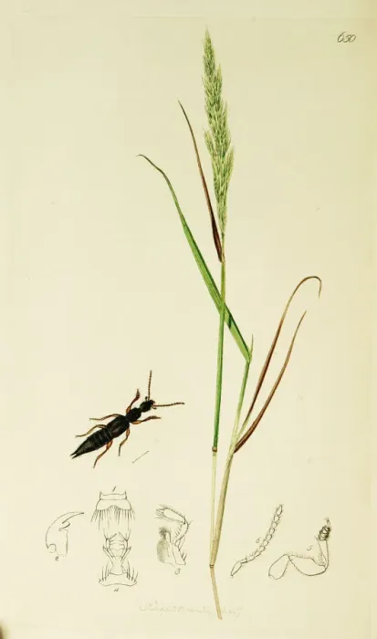 Framed Print : Curtis British Entomology Plate 650 Framed Print : Curtis British Entomology Plate 650