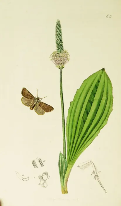 Framed Print : Curtis British Entomology Plate 651 Framed Print : Curtis British Entomology Plate 651