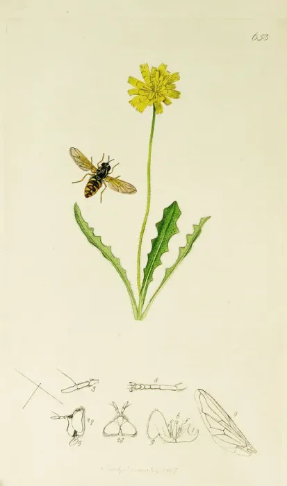 Framed Print : Curtis British Entomology Plate 653 Framed Print : Curtis British Entomology Plate 653