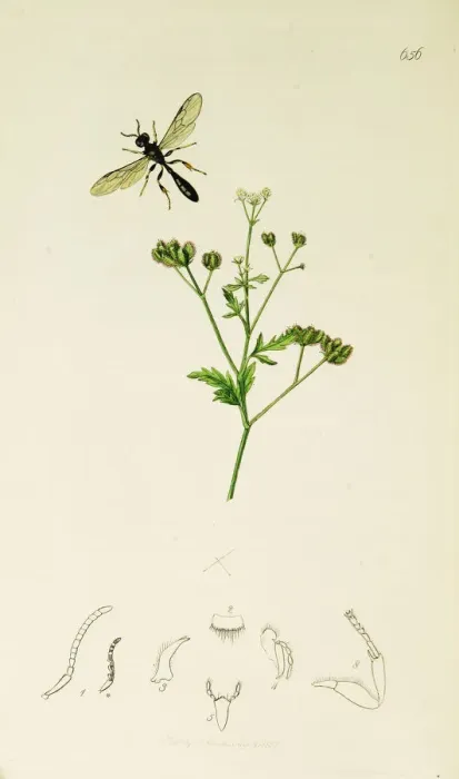 Framed Print : Curtis British Entomology Plate 656 Framed Print : Curtis British Entomology Plate 656