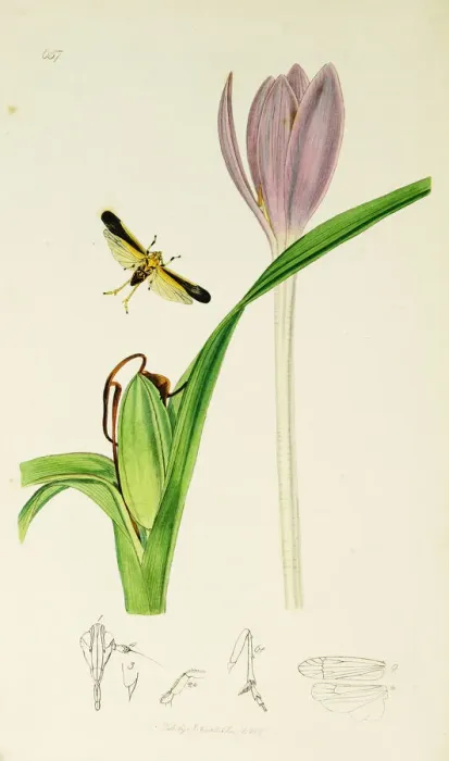 Framed Print : Curtis British Entomology Plate 657 Framed Print : Curtis British Entomology Plate 657