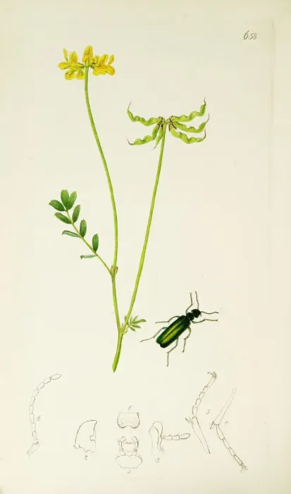 Framed Print : Curtis British Entomology Plate 658 Framed Print : Curtis British Entomology Plate 658