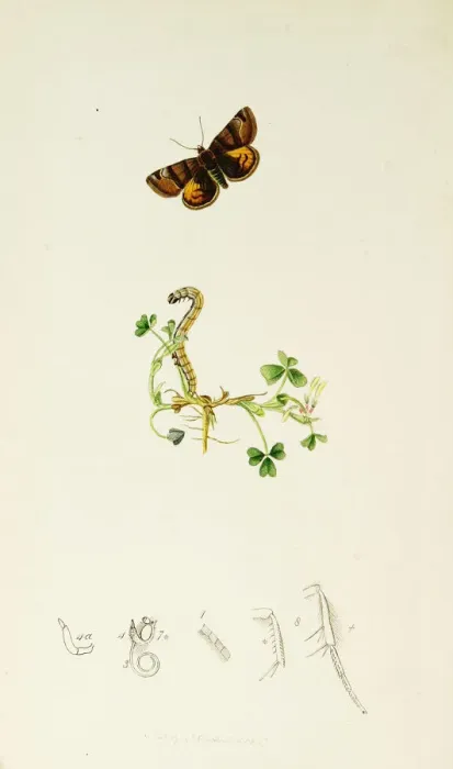 Framed Print : Curtis British Entomology Plate 659 Framed Print : Curtis British Entomology Plate 659