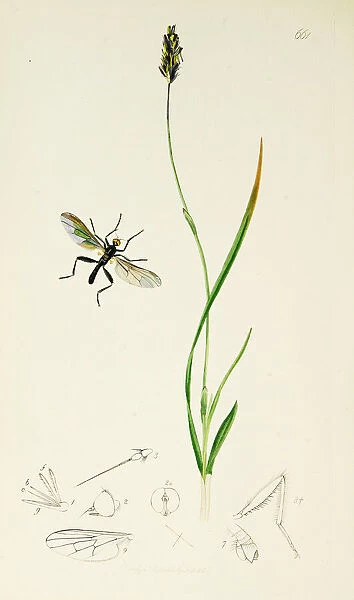 Curtis British Entomology Plate 661