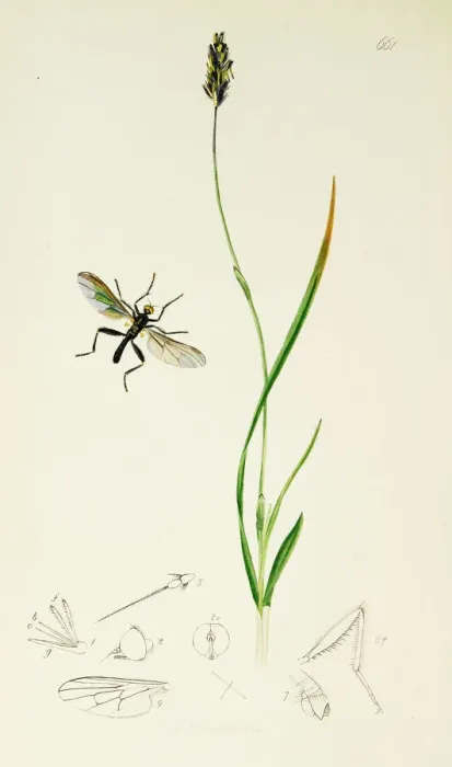 Framed Print : Curtis British Entomology Plate 661 Framed Print : Curtis British Entomology Plate 661
