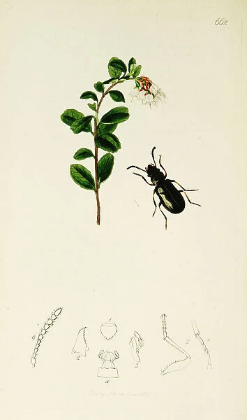 Curtis British Entomology Plate 662