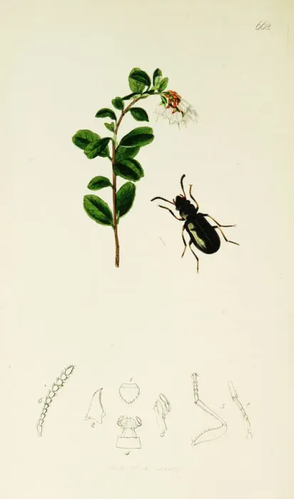 Framed Print : Curtis British Entomology Plate 662 Framed Print : Curtis British Entomology Plate 662