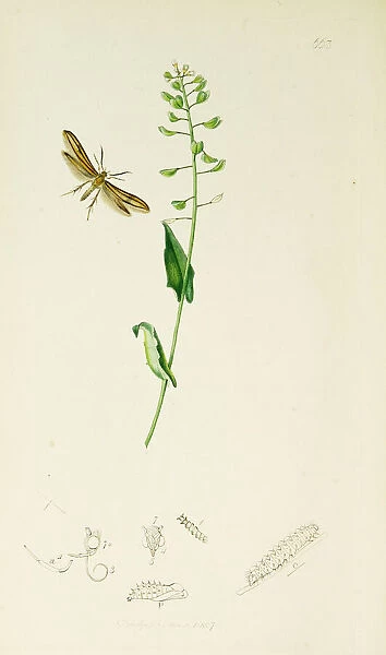 Curtis British Entomology Plate 663