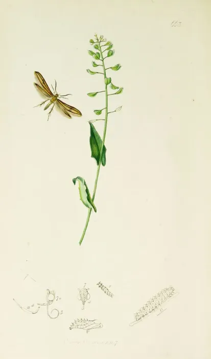 Framed Print : Curtis British Entomology Plate 663 Framed Print : Curtis British Entomology Plate 663