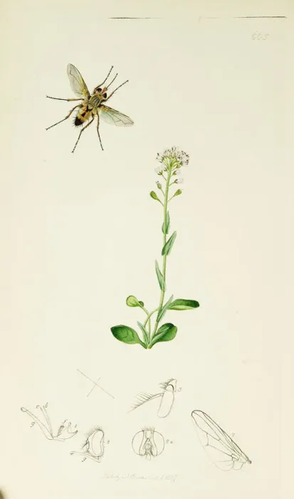 Framed Print : Curtis British Entomology Plate 665 Framed Print : Curtis British Entomology Plate 665