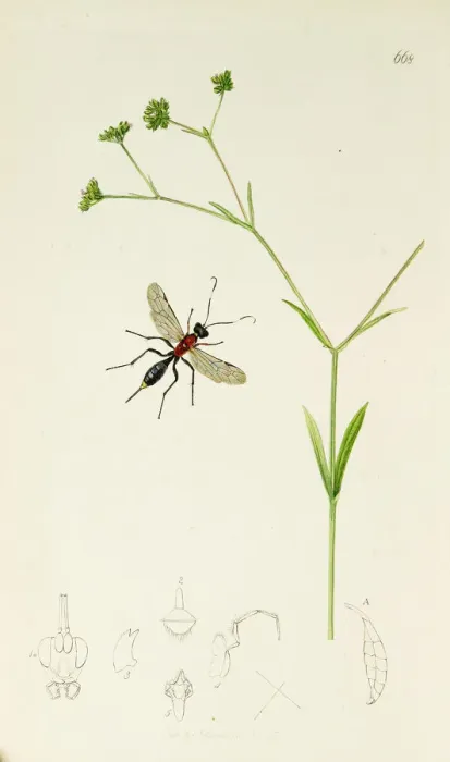 Framed Print : Curtis British Entomology Plate 668